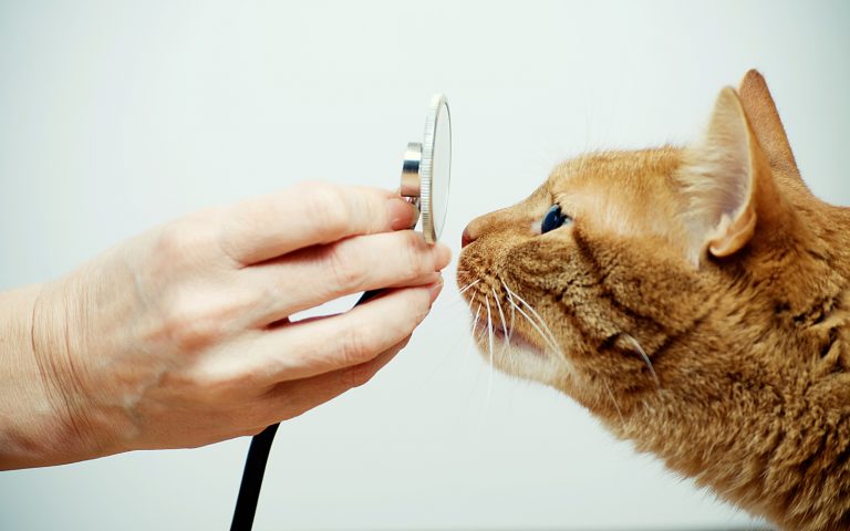Waarom het zo leuk is Uw Dierenarts te zijn
