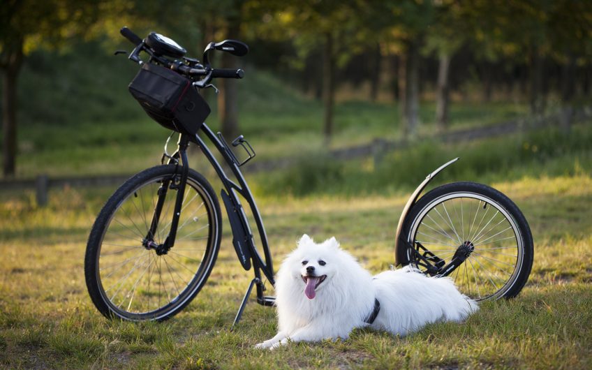 13 Regels om te fietsen met je hond
