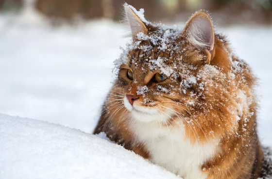 4 Wintertips voor je kat