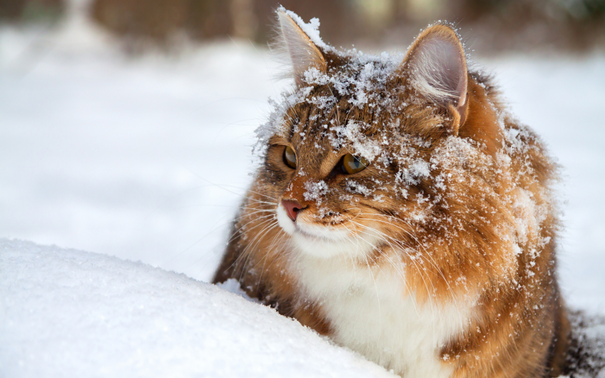 4 Wintertips voor je kat