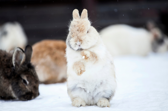 4 Wintertips voor je konijn