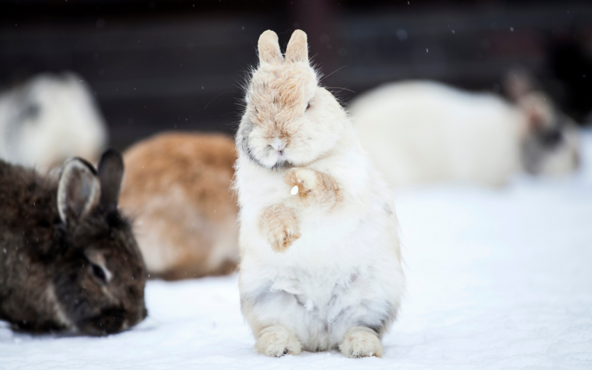 4 Wintertips voor je konijn