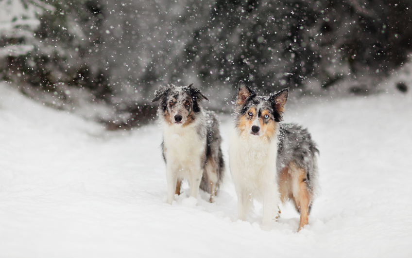 4 Wintertips voor je hond