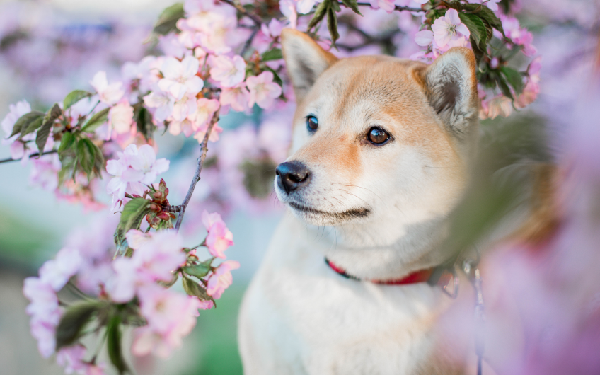 5 Tips in de lente voor je hond