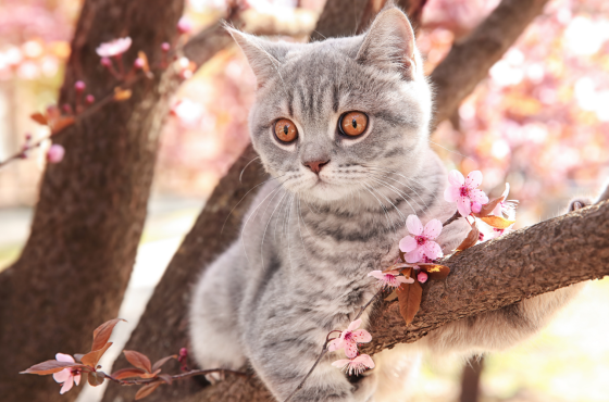 5 Tips in de lente voor je kat