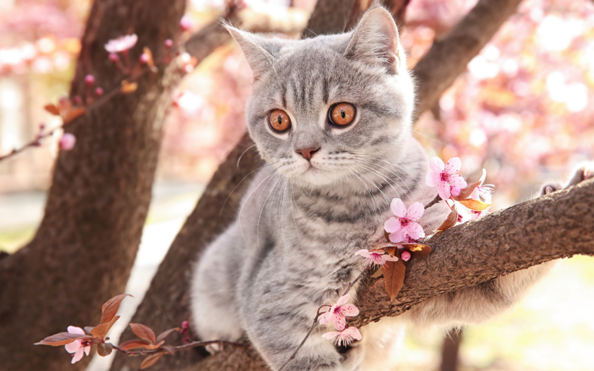 5 Tips in de lente voor je kat