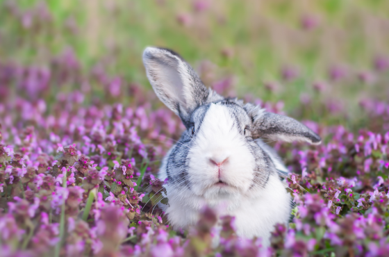 6 Tips voor je konijn in de lente