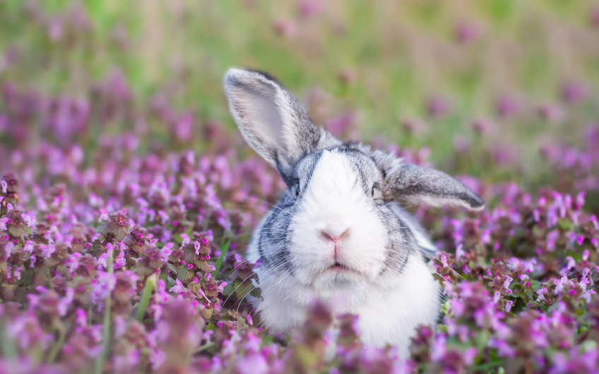 6 Tips voor je konijn in de lente
