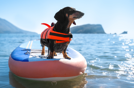 Wanneer stap jij op een SUP board met je hond?