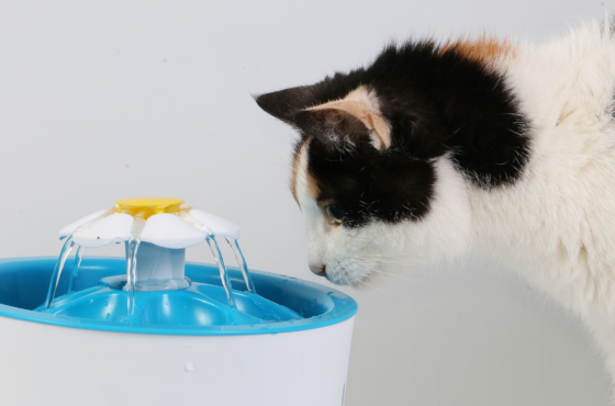 Waterverrijking bij de kat