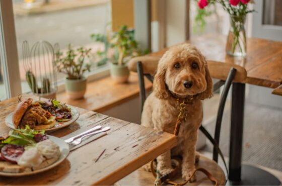 6 Tips om ontspannen uit eten te gaan met je hond
