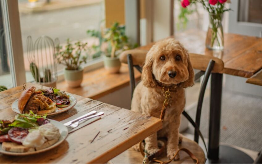 6 Tips om ontspannen uit eten te gaan met je hond