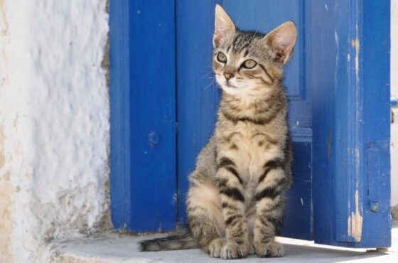 Laat (zwerf)katten op Cyprus!