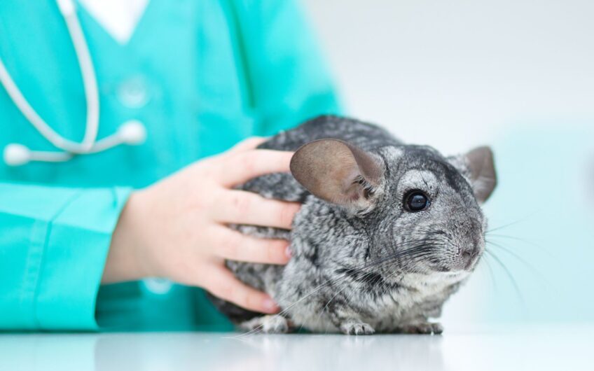 Huisdierenlijst is ingegaan, maar je dier wegdoen is echt niet nodig!