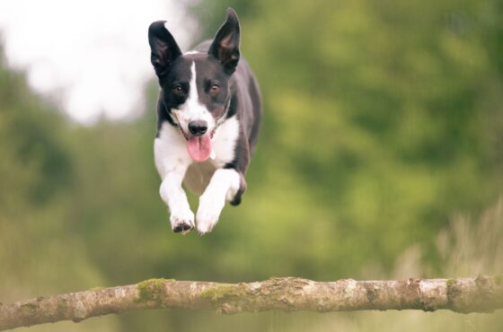 Op pad met je hond: de leukste vakantietips in onze regio