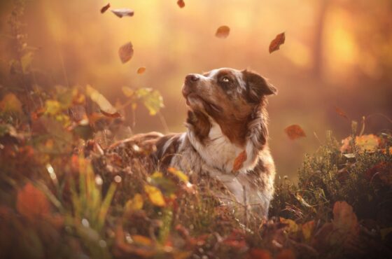 De oudere hond in de herfst: omgaan met artrose