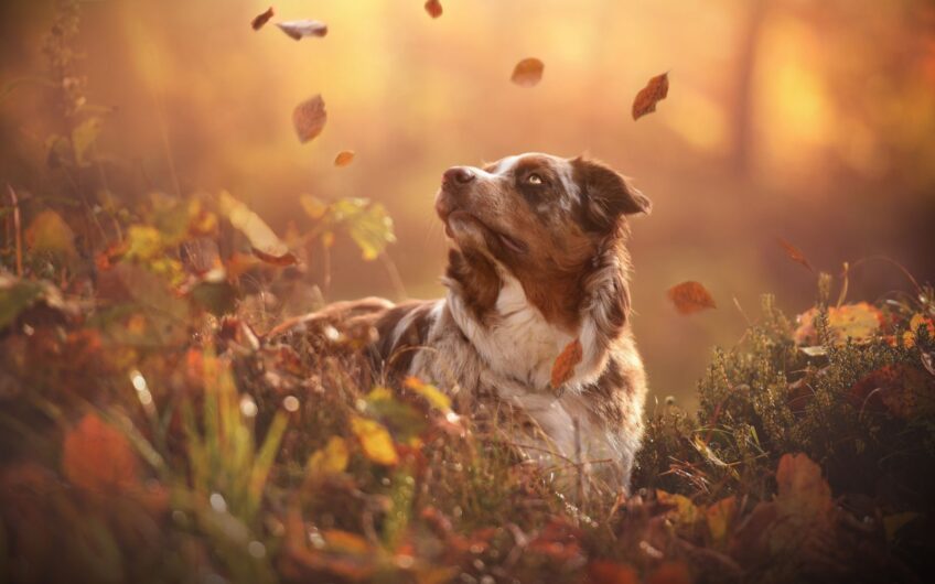 De oudere hond in de herfst: omgaan met artrose