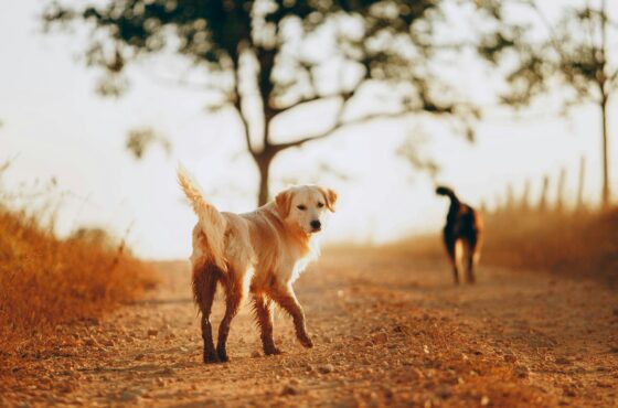 Herfstwandeling met je hond: hoeveel kilometers kan jouw hond aan?