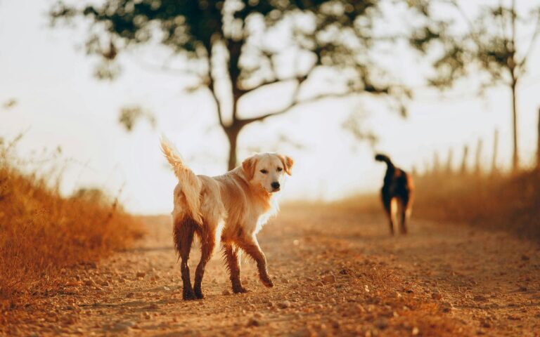 Herfstwandeling met je hond: hoeveel kilometers kan jouw hond aan?