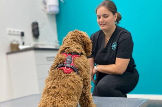 Tafeltraining voor volwassen honden