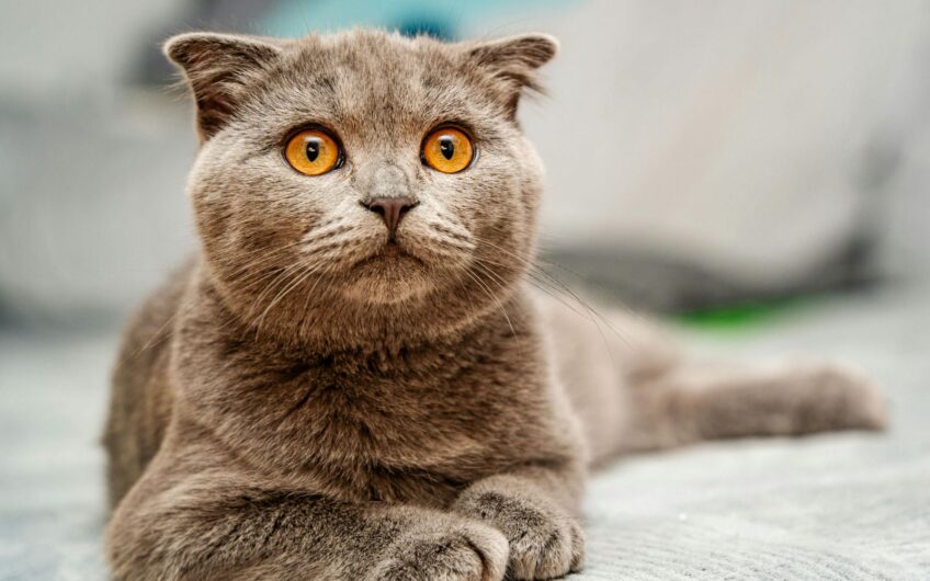 Belangrijk nieuws: verbod op vouwoorkatten en naaktkatten vanaf 1 januari 2026