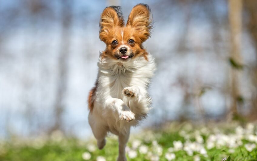 Parasieten worden weer actief in het voorjaar