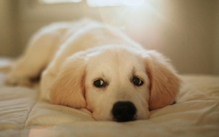 Pup kopen: zo herken je een goede fokker