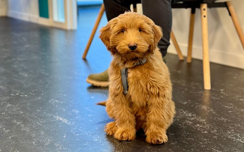 Welke hond past bij jouw leven? Zo maak je de juiste keuzeEn toen