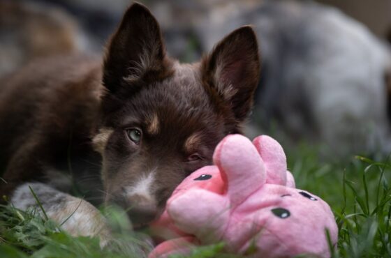 Puppycheck bij de paraveterinair: een vliegende start voor jouw pup