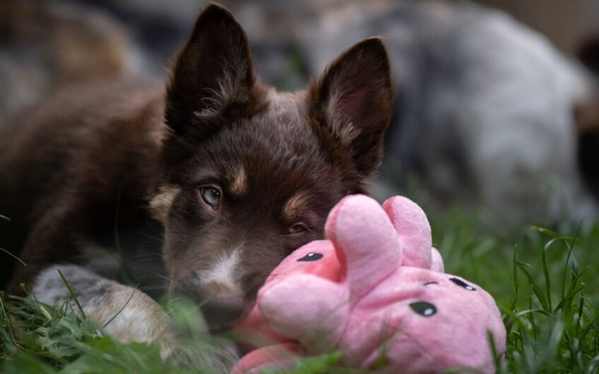 Puppycheck bij de paraveterinair: een vliegende start voor jouw pup