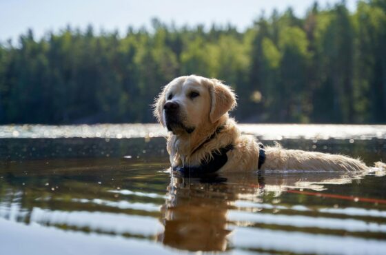 Zwemmen met je hond: heerlijk verkoelend, maar let op deze risico’s