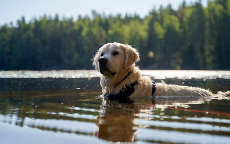 Zwemmen met je hond: heerlijk verkoelend, maar let op deze risico’s