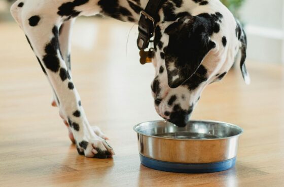 Mijn hond drinkt meer dan normaal. Moet ik mij zorgen maken?