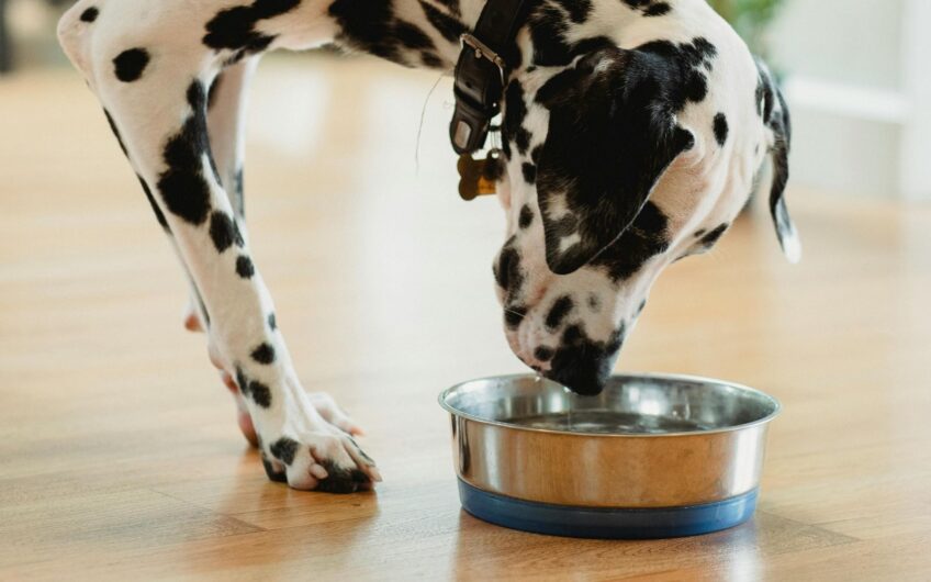 Mijn hond drinkt meer dan normaal. Moet ik mij zorgen maken?