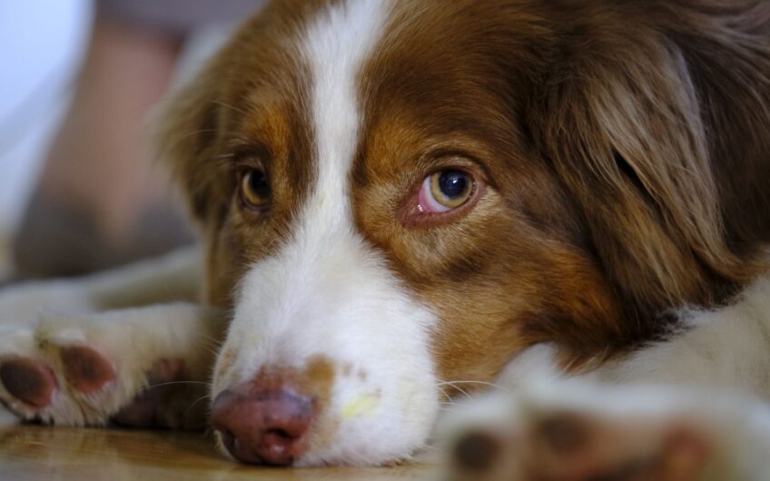 Knobbeltje bij uw hond of kat? Laat het op tijd controleren