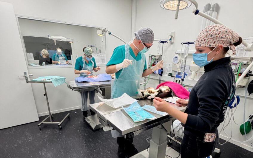 Kattencastratieproject succesvol afgerond: samen werken aan minder ongewenste nestjes