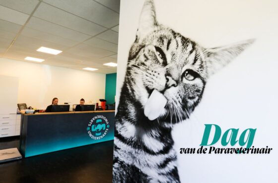 Wat doet een paraveterinair? Een veelzijdig beroep in de dierenkliniek