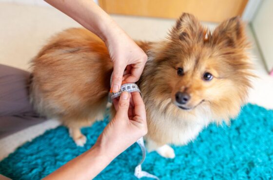 Overgewicht bij hond en kat: zo herken je het