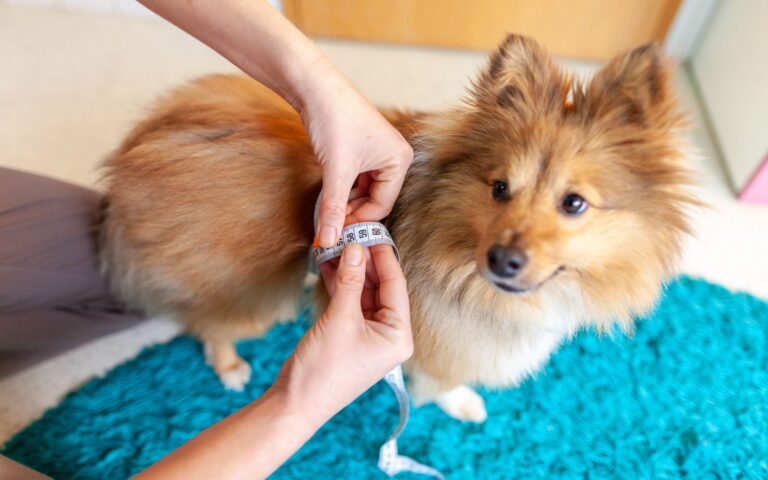 Overgewicht bij hond en kat: zo herken je het