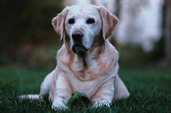 Oudere hond? Dit zijn belangrijke gezondheidscontroles