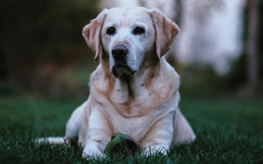 Oudere hond? Dit zijn belangrijke gezondheidscontroles
